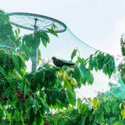 Apsauginis Tinklas Nuo Paukščių, 8 X 8 M kaina internetu