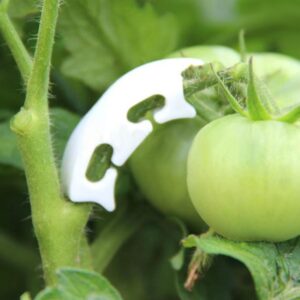 Augalo šakelių laikikliai 50 vnt. kaina internetu