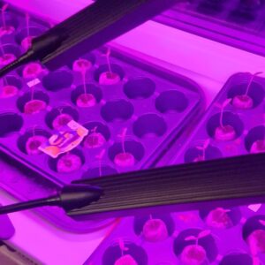 Augalų Auginimo Lempa 315LED kaina internetu