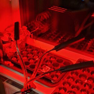 Augalų Auginimo Lempa 315LED kaina internetu