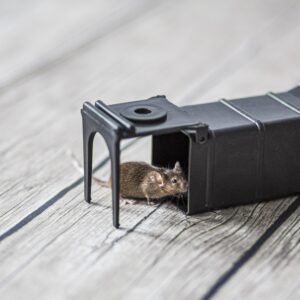 Humaniški graužikų spąstai kaina internetu