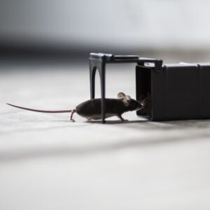 Humaniški graužikų spąstai kaina internetu