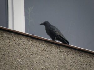 Imitacija varnos (varna) kaina internetu