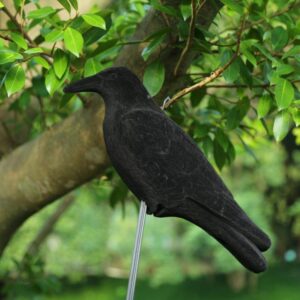 Imitacija varnos (varna) kaina internetu