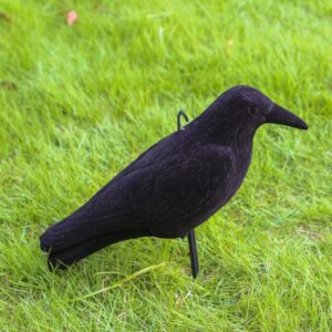 Imitacija varnos (varna) kaina internetu