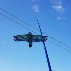 Kotas 5M Aitvarui kaina internetu