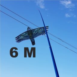 Kotas 6M Aitvarui kaina internetu