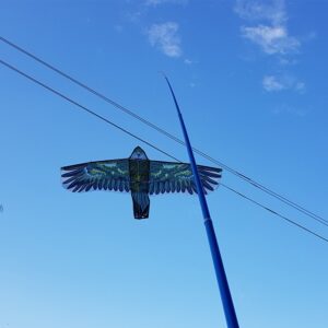 Kotas 7M aitvarui kaina internetu