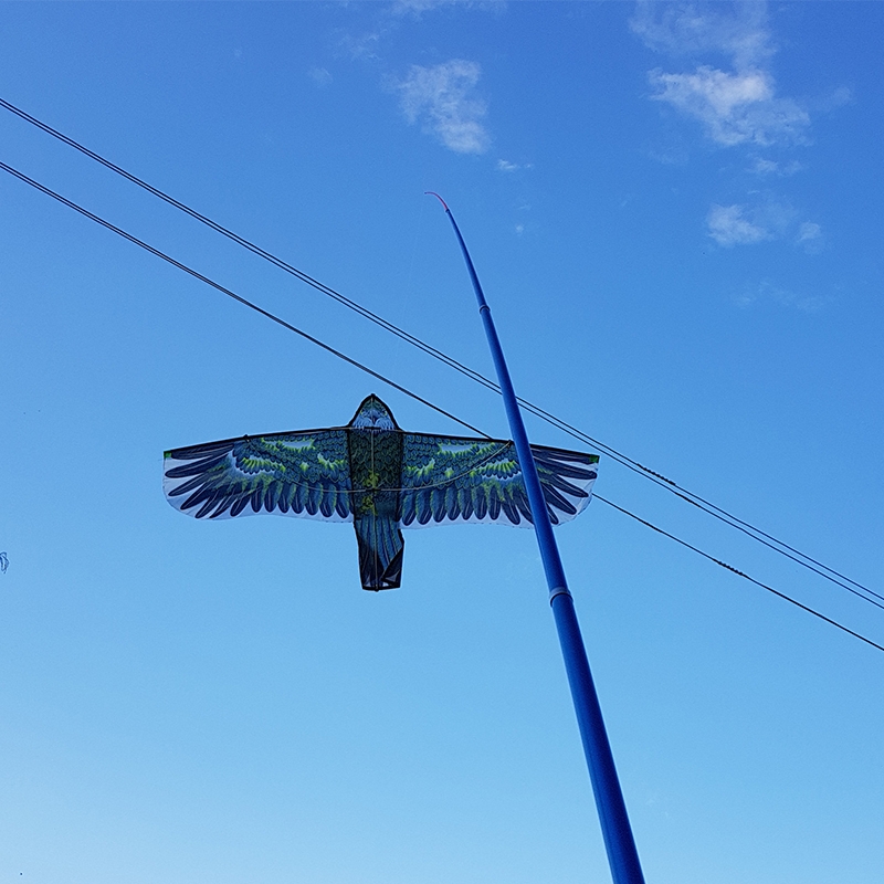 Kotas 7M aitvarui kaina internetu