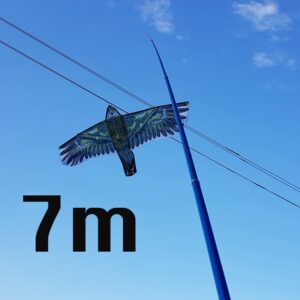 Kotas 7M aitvarui kaina internetu