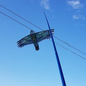 Kotas 8M aitvarui kaina internetu