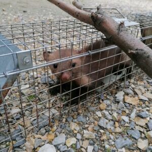 Narvas spąstai 102X20X27 (du įėjimai) kaina internetu