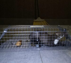 Narvas spąstai 102X20X27 (du įėjimai) kaina internetu