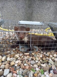 Narvas spąstai 102X20X27 (du įėjimai) kaina internetu