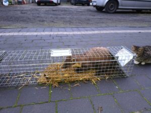 Narvas spąstai 102X20X27 (du įėjimai) kaina internetu