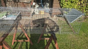 Narvas spąstai 102X20X27 (du įėjimai) kaina internetu