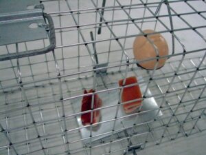 Narvas spąstai 35X17X20cm kaina internetu