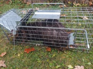 Narvas spąstai 50X17X20cm kaina internetu