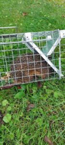 Narvas spąstai 50X17X20cm kaina internetu