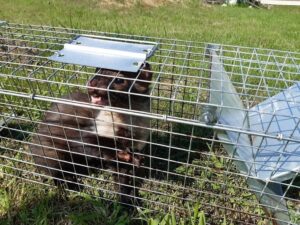 Narvas spąstai 50X17X20cm kaina internetu