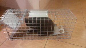 Narvas spąstai 50X17X20cm kaina internetu