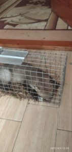 Narvas spąstai 50X17X20cm kaina internetu