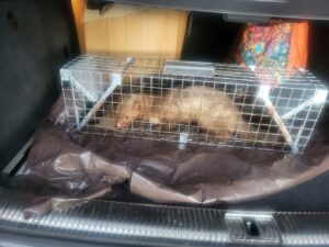 Narvas spąstai 65X17X20 (du įėjimai) kaina internetu