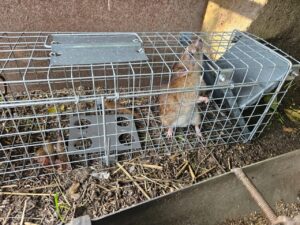 Narvas spąstai 65X17X20 (du įėjimai) kaina internetu