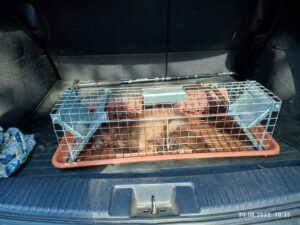 Narvas spąstai 65X17X20 (du įėjimai) kaina internetu