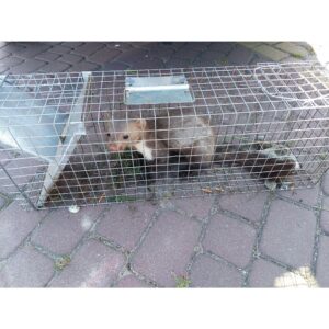 Narvas spąstai 82X20X27 kaina internetu