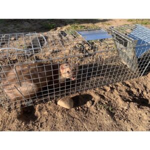 Narvas spąstai 82X20X27 kaina internetu