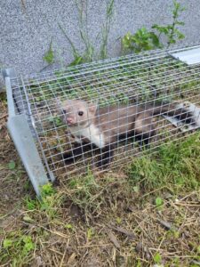 Narvas spąstai 82x26x26CM kaina internetu