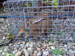 Narvas spąstai 82x26x26CM kaina internetu