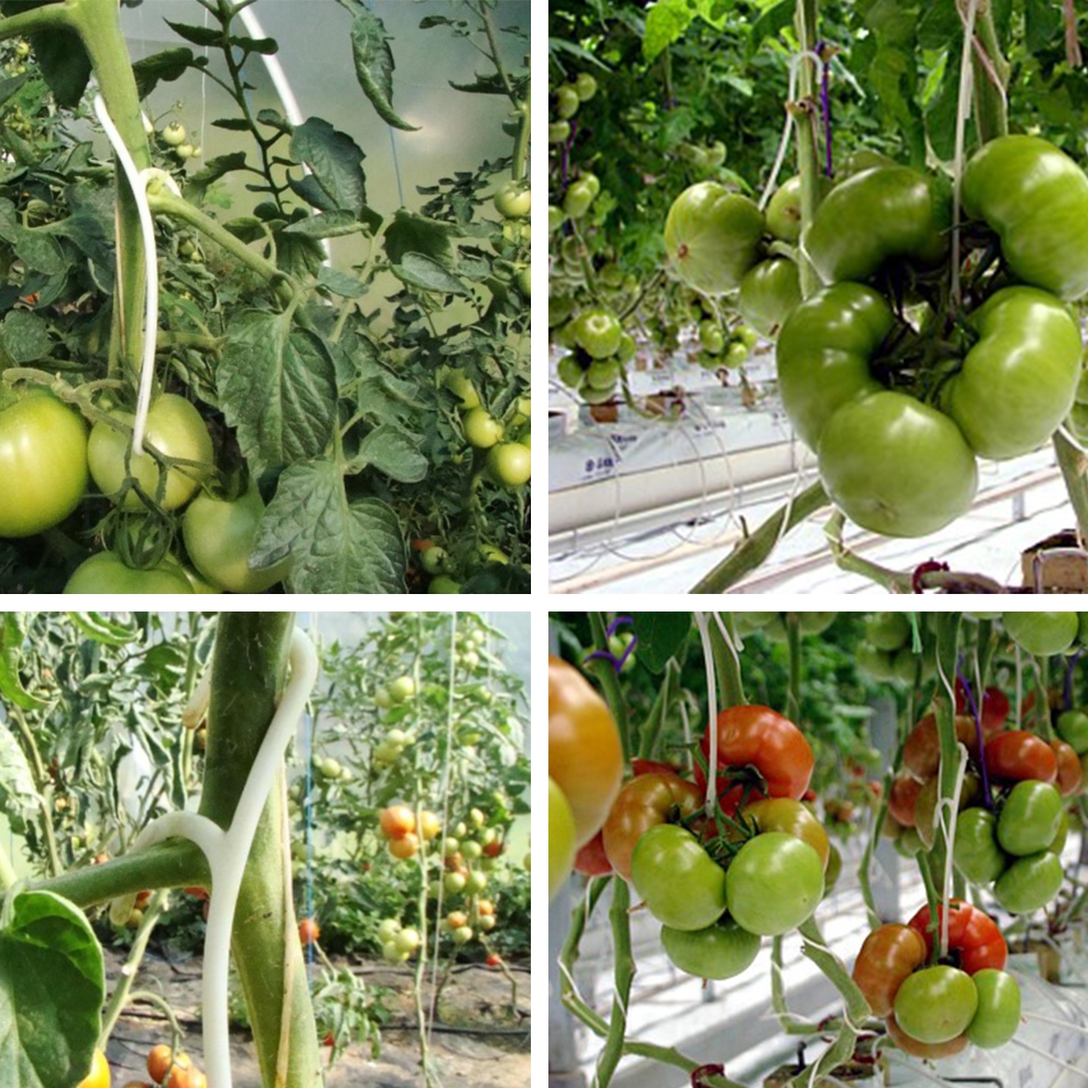 Plastikiniai kabliukai pomidorams 50 vnt. kaina internetu