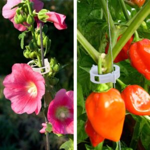 Pomidorų segtukai, 50 vnt. kaina internetu