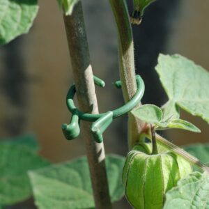 Segtukai augalams 50 vnt. kaina internetu