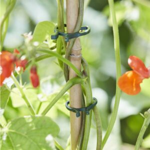 Segtukai augalams 50 vnt. kaina internetu