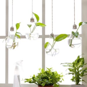 Stiklinė lemputė - terariumas kaina internetu