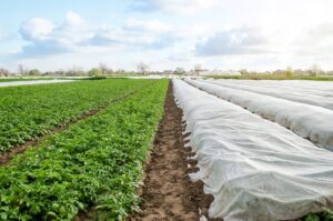Agroplėvelė 1,6 x 10 m pavasarinė balta 17 g/m² kaina internetu