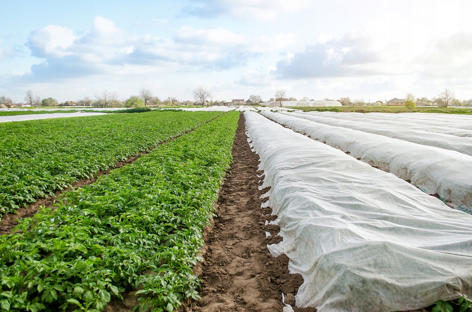 Agroplėvelė 1,6 x 10 m pavasarinė balta 17 g/m² kaina internetu