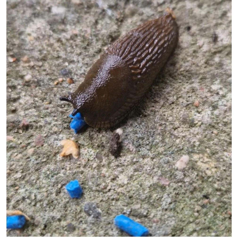 Ferronite slug granule moliuskocidas, 500 g kaina internetu