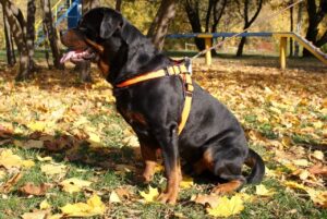 HUNTER Divo šunų petnešos XL (75–85 cm) kaina internetu