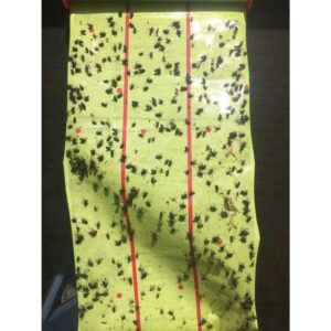 Lipni vabzdžių gaudyklė (ritė) 25 cm x 4 m kaina internetu