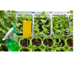 Magnet start yellow (7x14cm) baltasparnių, blakučių, amarų gaudyklės, 12 vnt kaina internetu