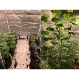 Palapinė Augalams "Grow tent" kaina internetu