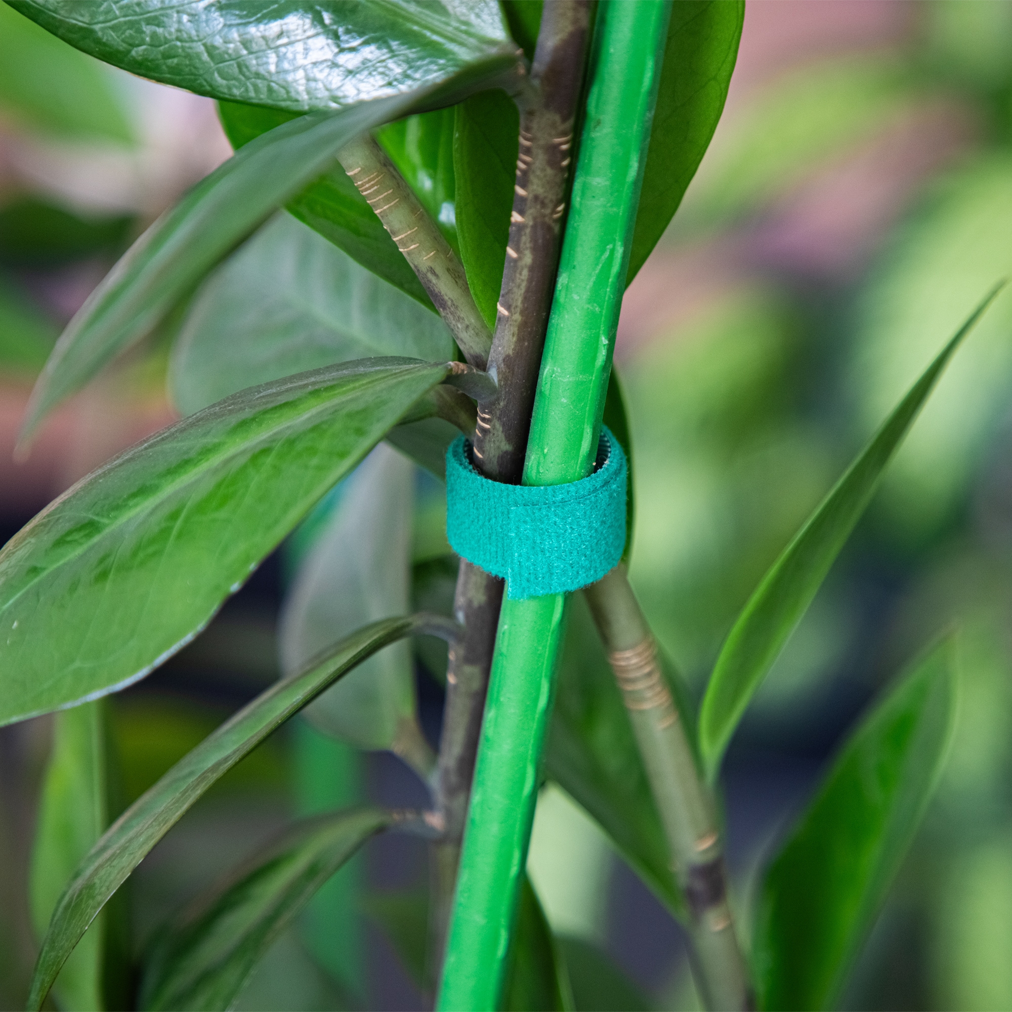 Velcro tipo augalų tvirtinimo juosta kaina internetu